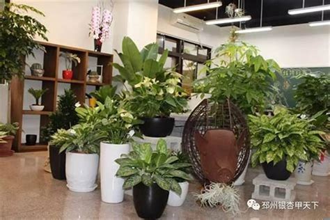 店面植物|店门口放什么植物招财（15种植物推荐）